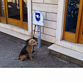 Рекламная парковка для собак Дог Hercules 4343 120_120